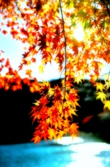 秋の葉色