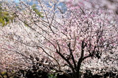 花見