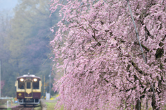 桜咲く駅