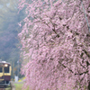 桜咲く駅