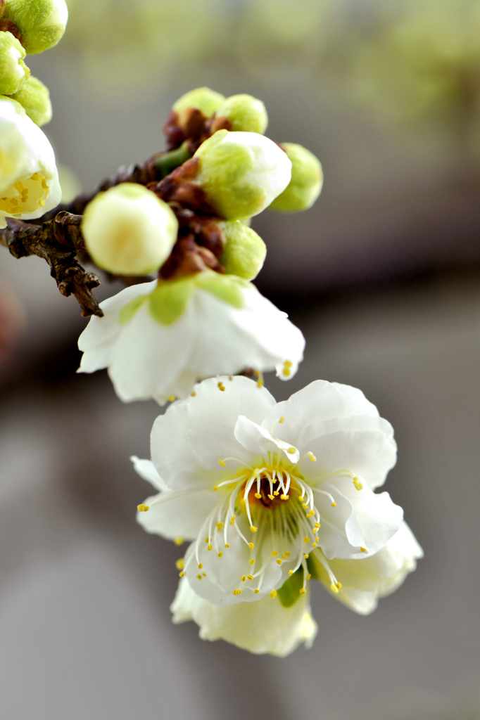 咲くやこの花
