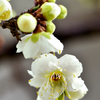 咲くやこの花