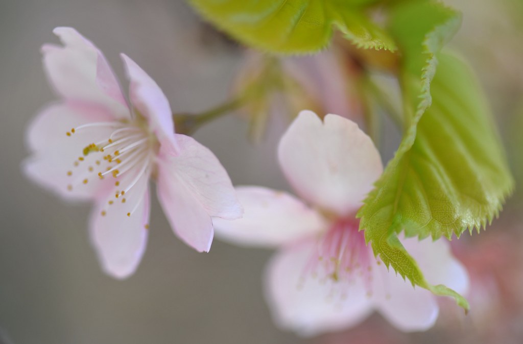 桜色