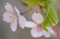 桜色