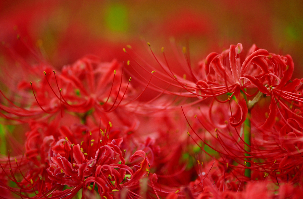 紅い乱舞