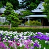 菖蒲咲く庭