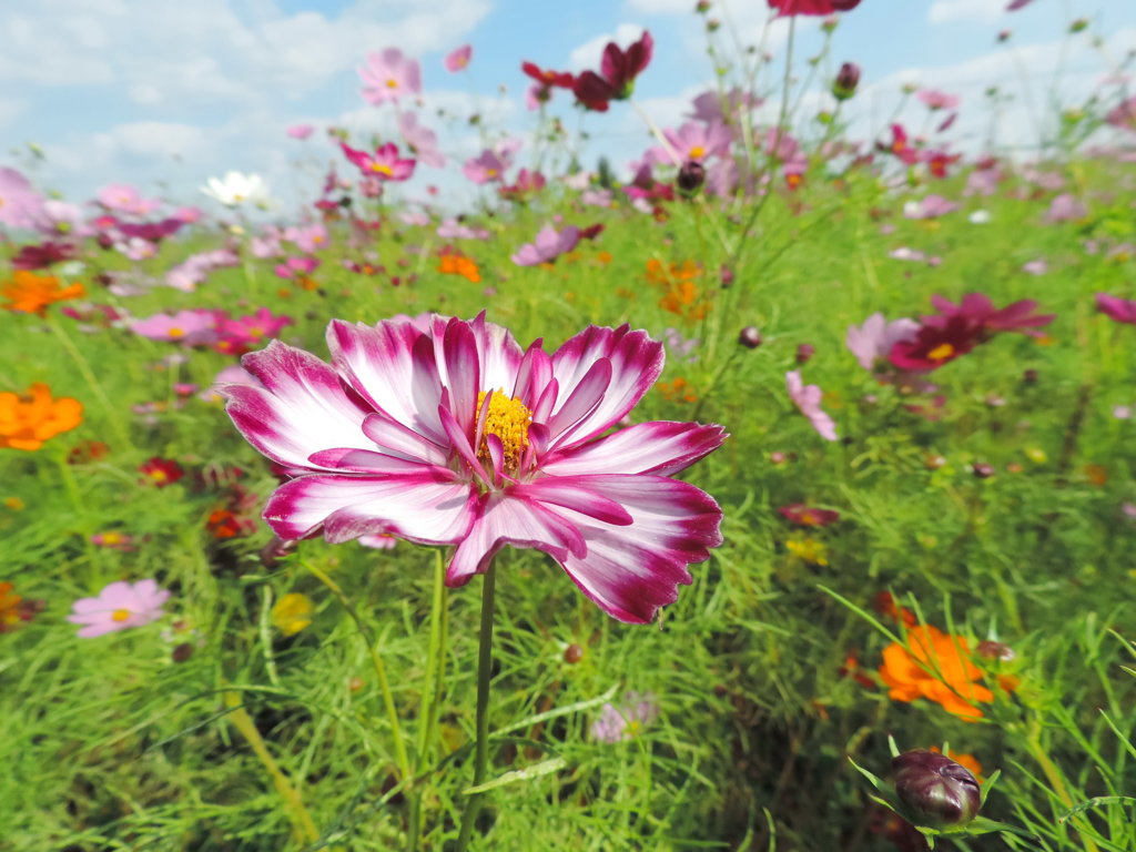 秋の花畑
