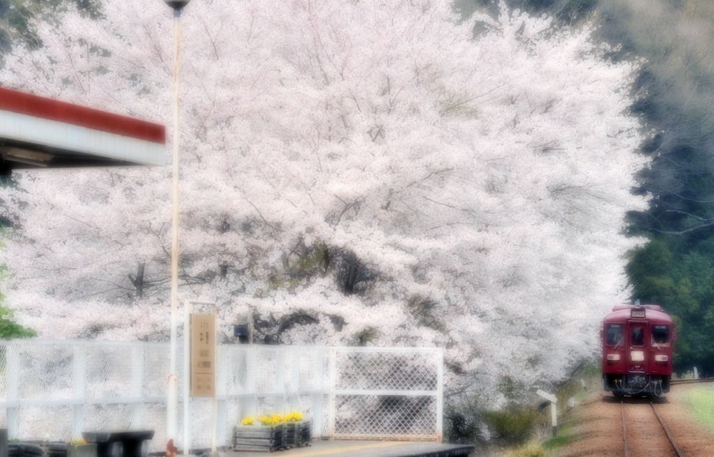 桜の頃