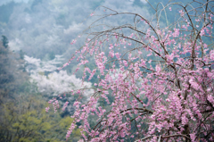 春の山里