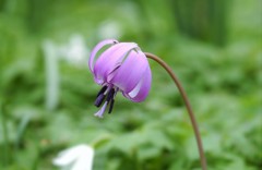 花開く