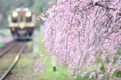 桜咲く鉄路