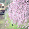 桜咲く鉄路