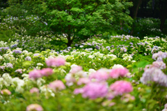 紫陽花公園