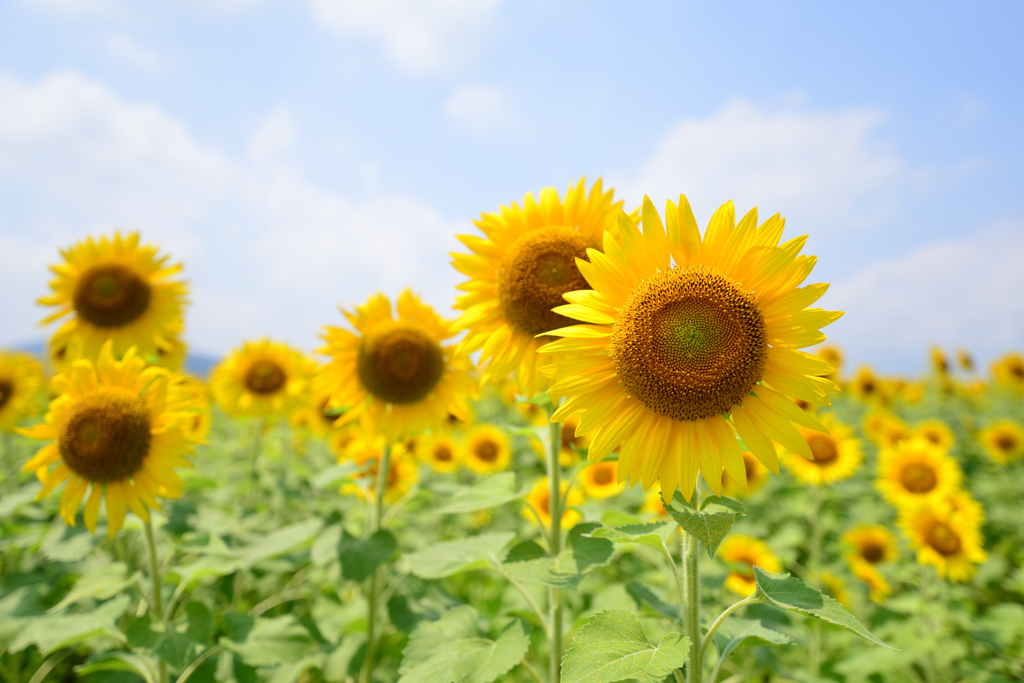 夏色