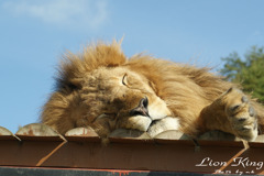 お昼寝ライオン