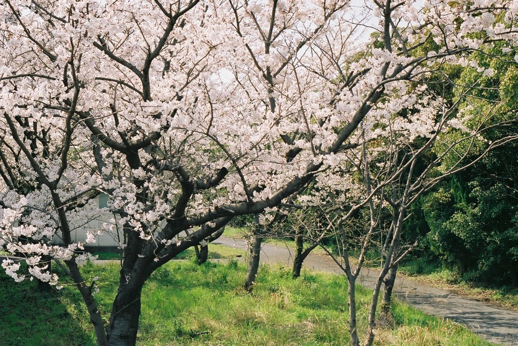 2012-桜（フィルム編）