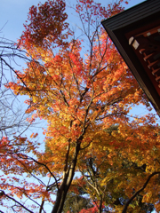 染まる紅葉