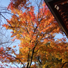 染まる紅葉
