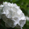 紫陽花2012