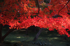深紅