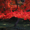 深紅