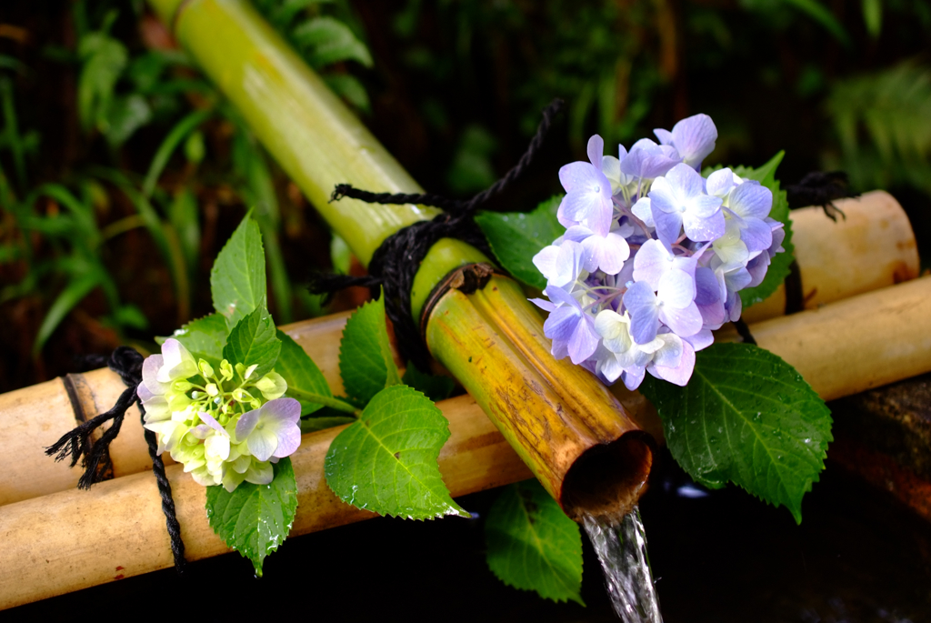 紫陽花2012