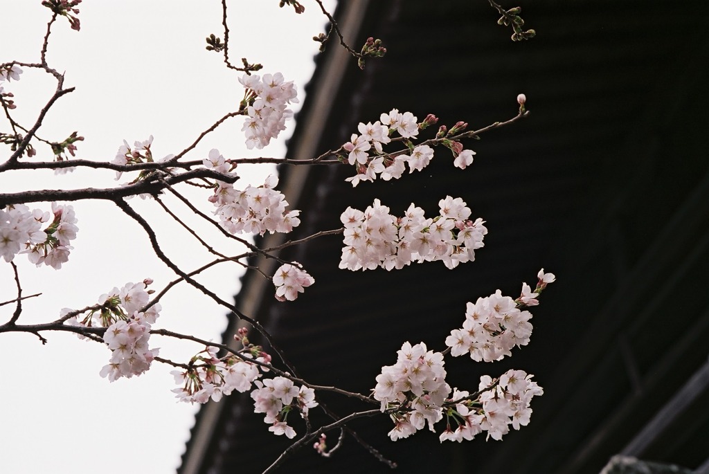 防府天満宮の桜-2