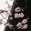 防府天満宮の桜-2