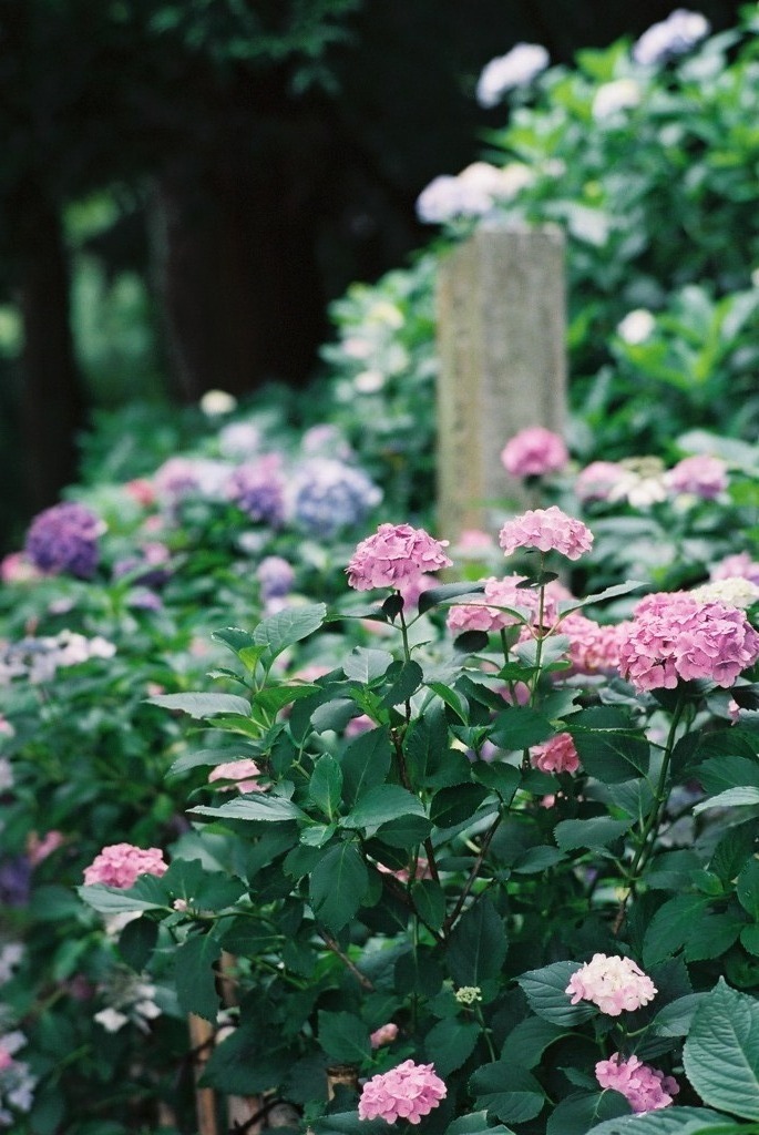紫陽花