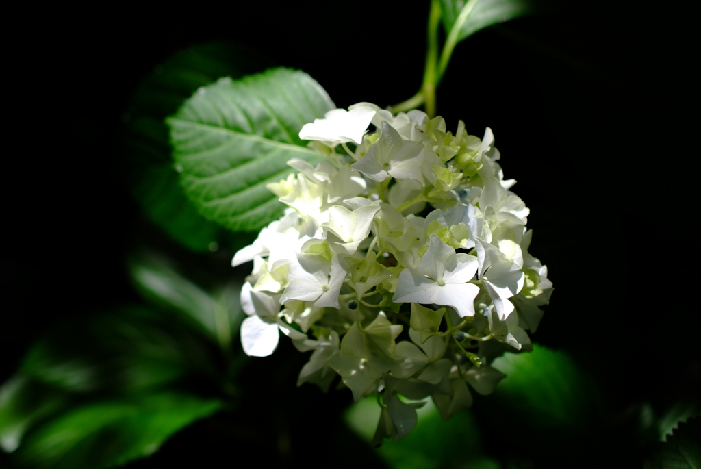 紫陽花2012