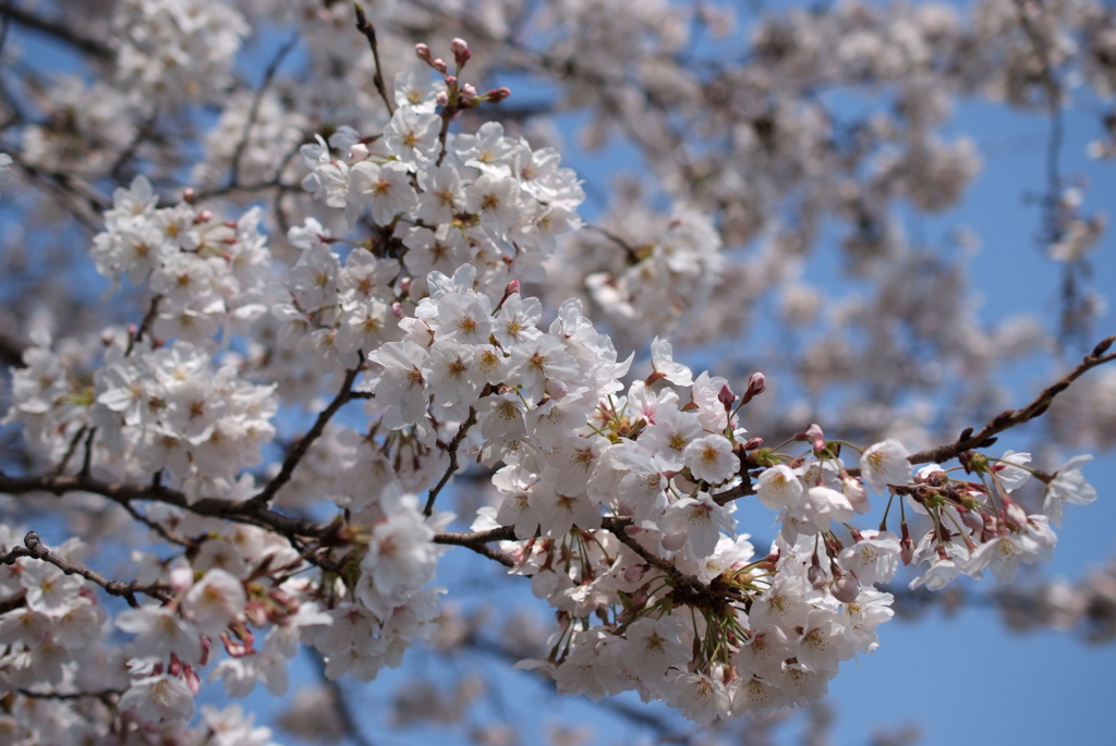 2102-桜