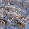 2102-桜