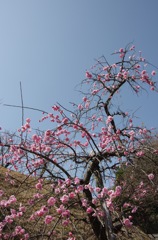 梅