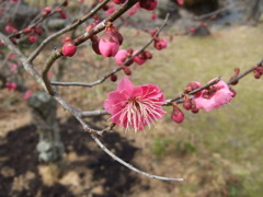 萩往還梅林園の梅1