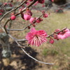萩往還梅林園の梅1