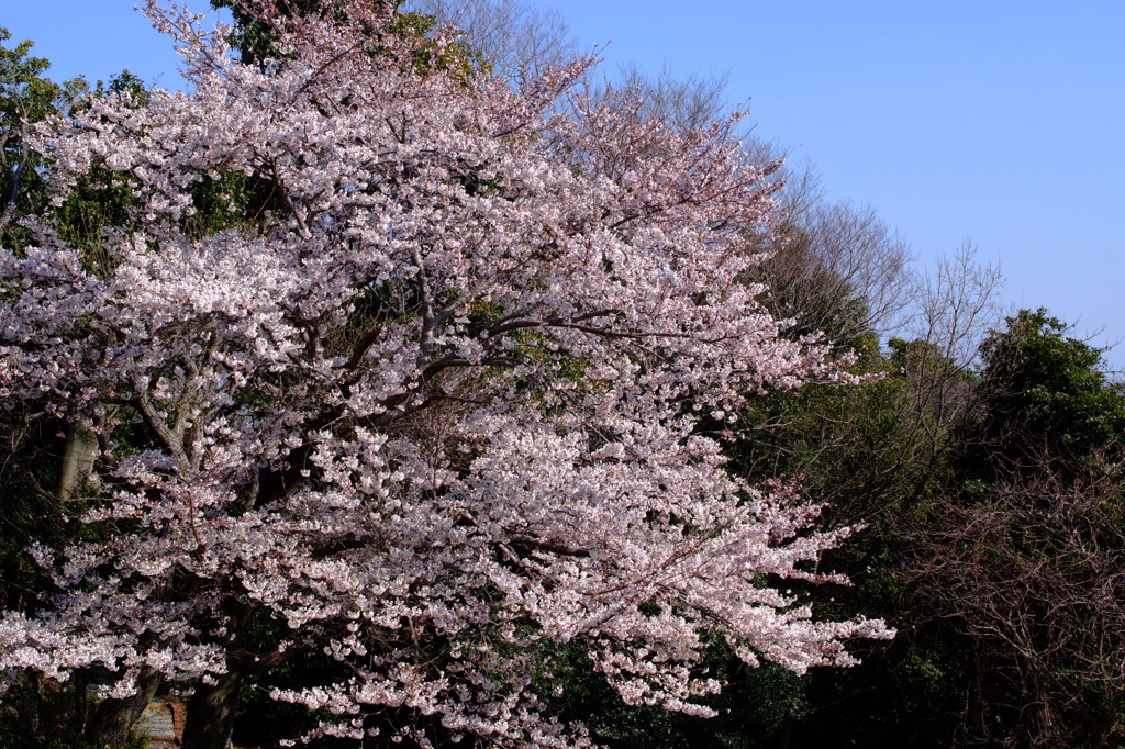 2012-桜