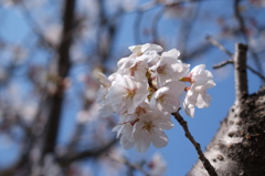 2012-桜