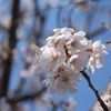 2012-桜