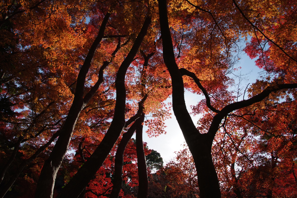 毛利庭園の紅葉
