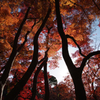 毛利庭園の紅葉