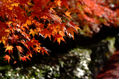 毛利庭園の紅葉