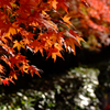 毛利庭園の紅葉