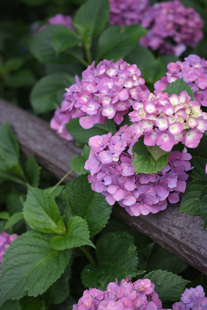 紫陽花2012