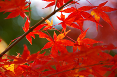 深紅