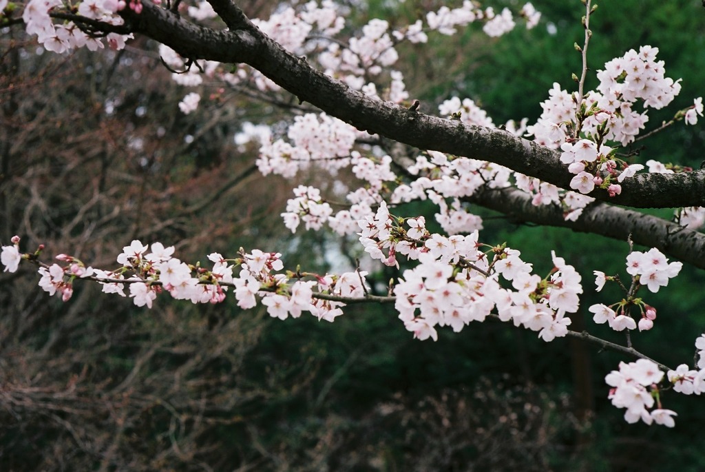 防府天満宮の桜-1