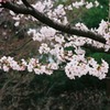 防府天満宮の桜-1