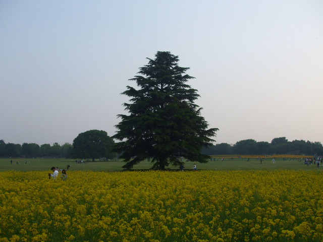 夕暮れ