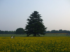 夕暮れ
