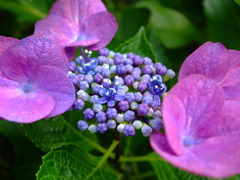 紫陽花