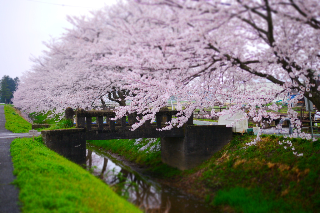 桜inジオラマ